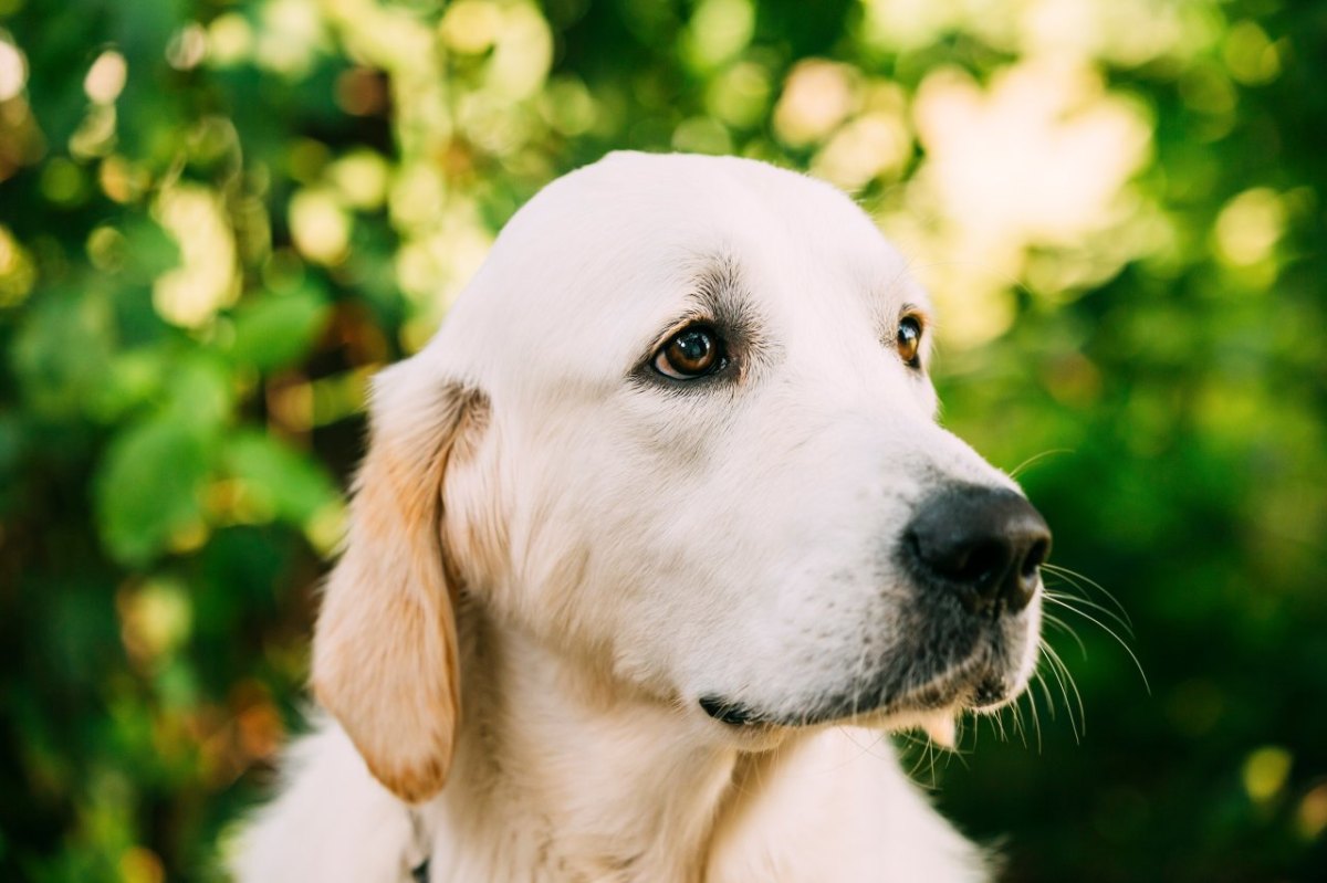 hund thüringen.jpg