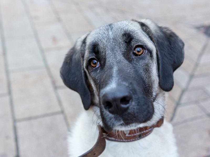 hund thüringen birkungen kangal hirtenhund
