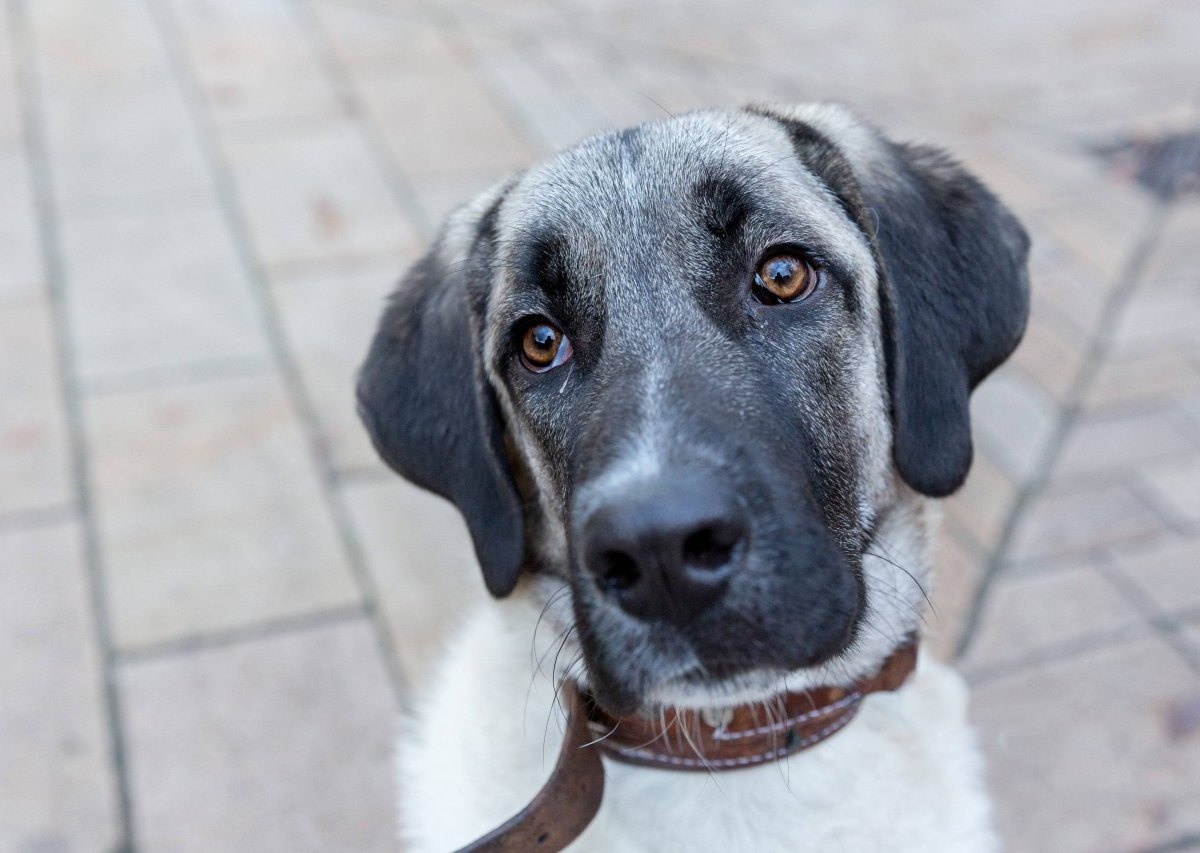 hund thüringen birkungen kangal hirtenhund