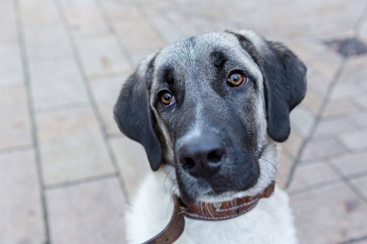 hund thüringen birkungen kangal hirtenhund