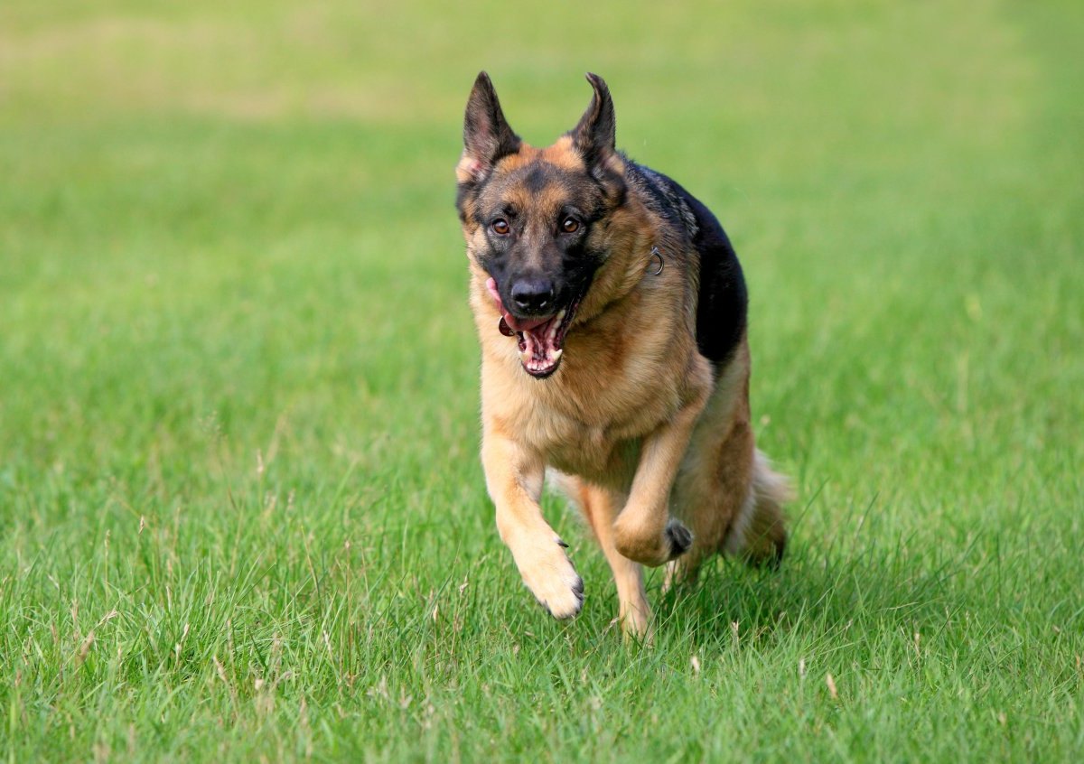 hund thüringen wickerstedt schäferhund zähne biss