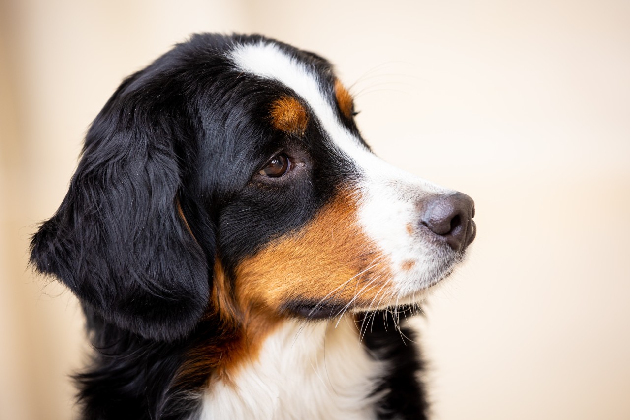 Ein hilfloser Hund taumelt am Sonntag zu einem Eimer. Drei Männer aus Thüringen amüsieren die schrecklichen Szenen. (Symbolbild)