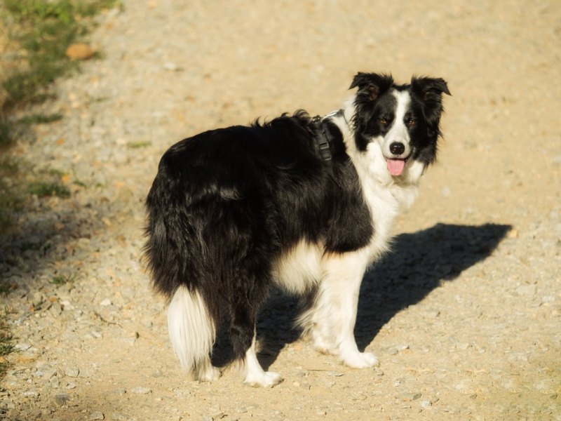 hund thürinjgen.jpg