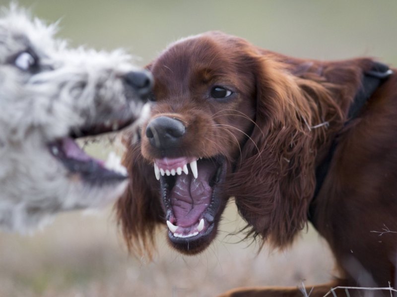 hunde-streit.jpg