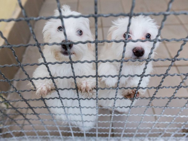 hundewelpen welpen tierheim