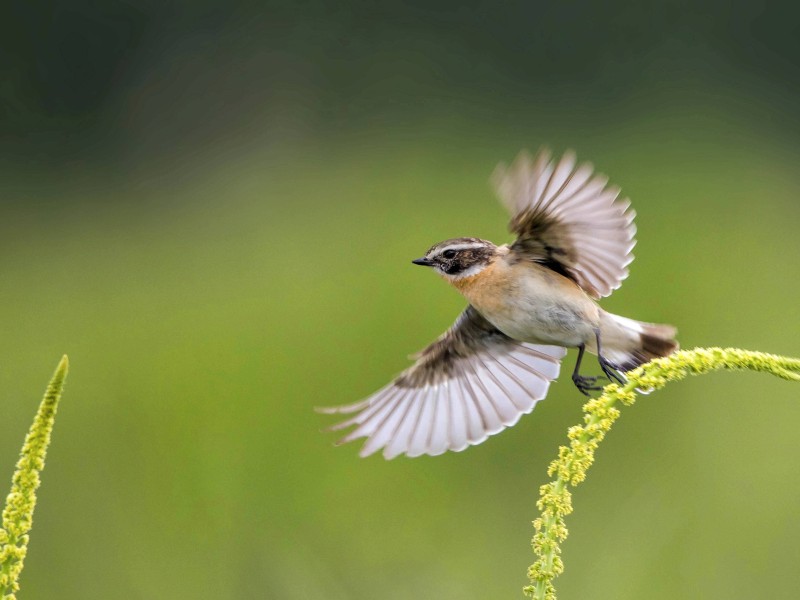 Das Konzert sollte zum Schutz nistender Vögel in der Nähe der Festival-Wiese abgesagt werden. Hier fliegt ein Braunkehlchen davon.