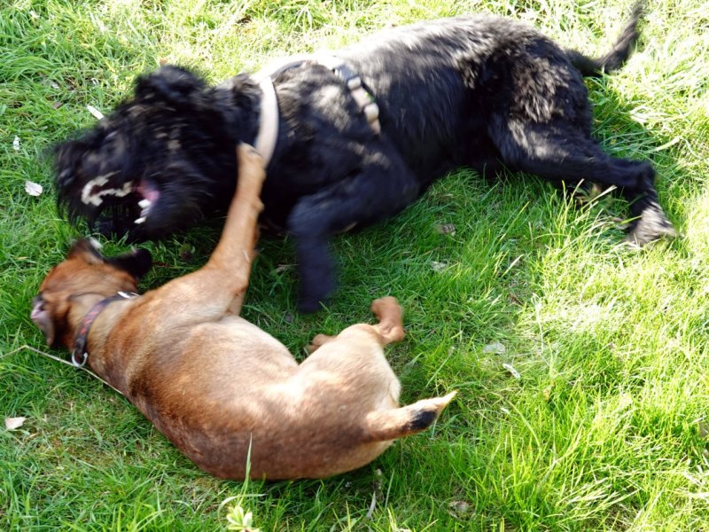 jena hunde.jpg