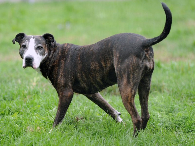 kampfhund American Staffordshire Hund