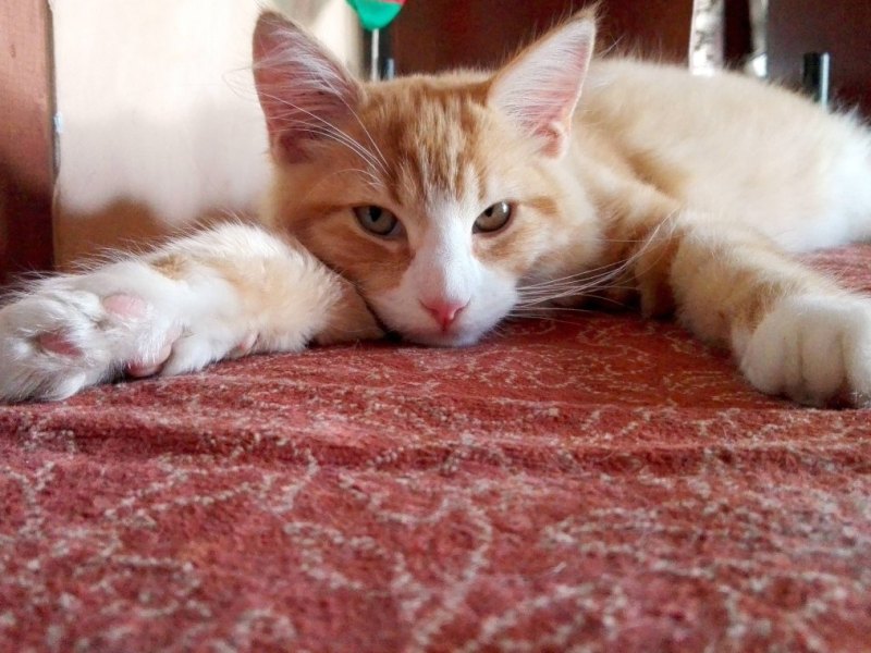 katze rot weiß