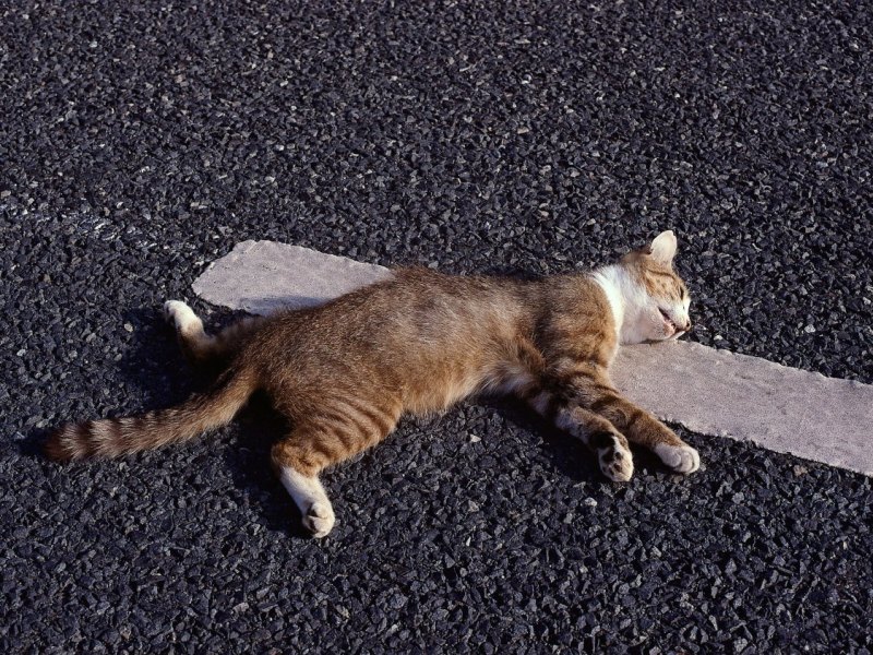 katze straße tot überfahren sömmerda thüringen