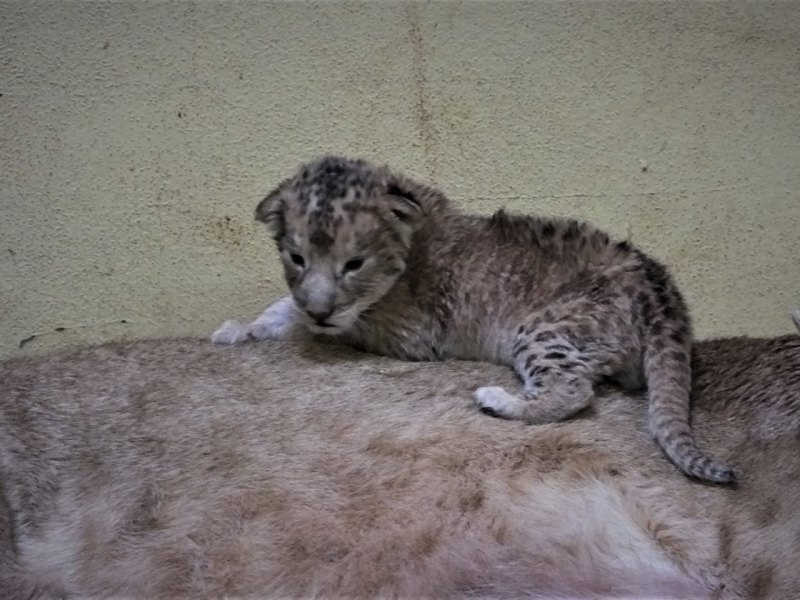 löwen-junges-zoo-erfurt