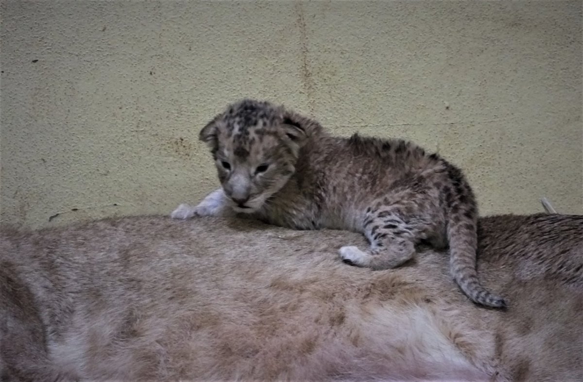 löwen-junges-zoo-erfurt