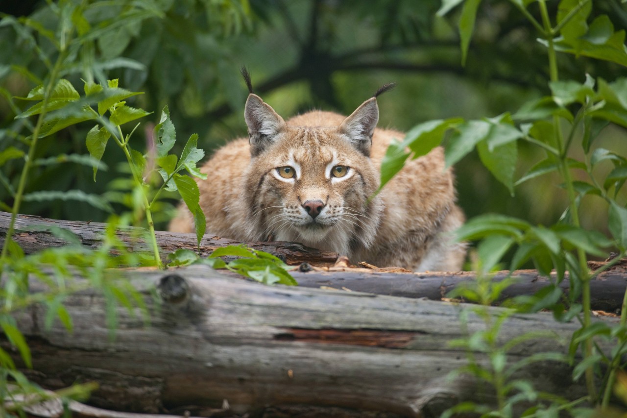 Es gibt verschiedene Luchs-Gattungen. Hier zu sehen ist ein Eurasischer Luchs. (Symbolbild)