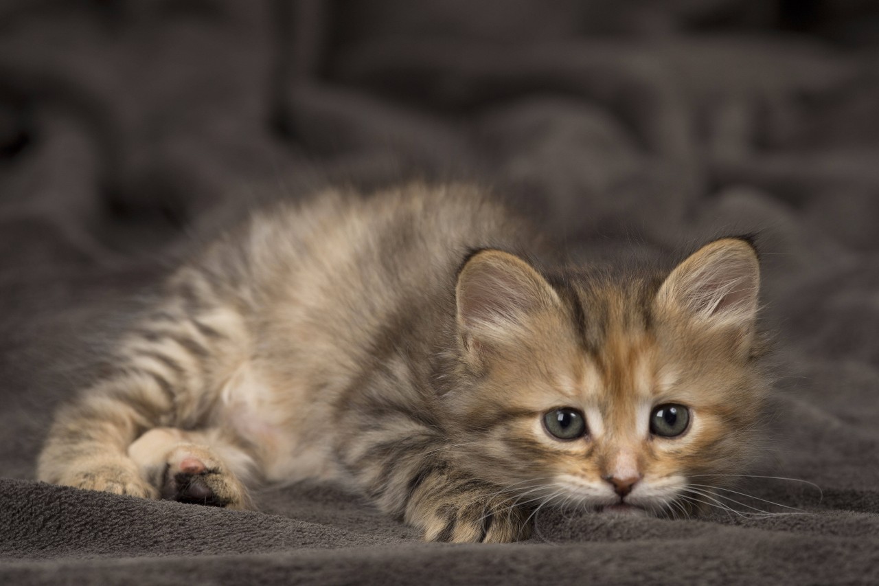 Ein Mann aus Saalfeld hat seine Katze schmerzlich vermisst und nach ihr gesucht. Plötzlich hörte er ein jämmerliches Miauen. (Symbolbild)