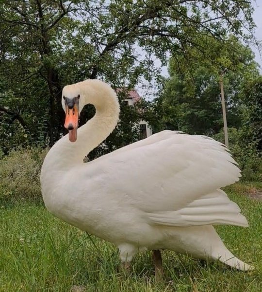 schwan thüringen sondershausen.jpg
