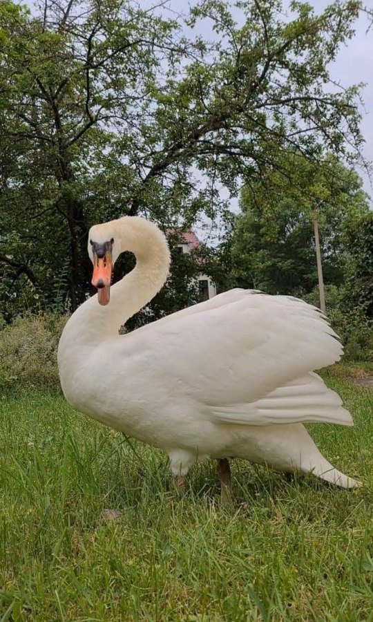 schwan thüringen sondershausen.jpg