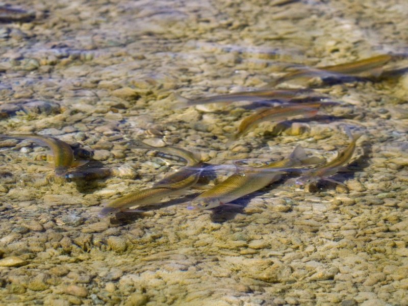 thüringen fische.jpg
