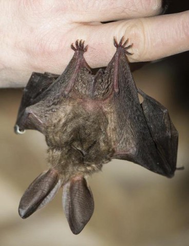 Eine Fledermaus hatte sich in ein Kinderzimmer verirrt. (Symbolbild)