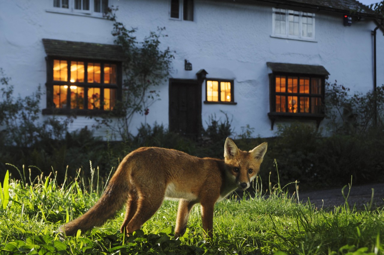 Der arme Fuchs schlich über ein Grundstück in der Ellricher Straße, als er in die gefährliche Falle geriet. (Symbolbild)