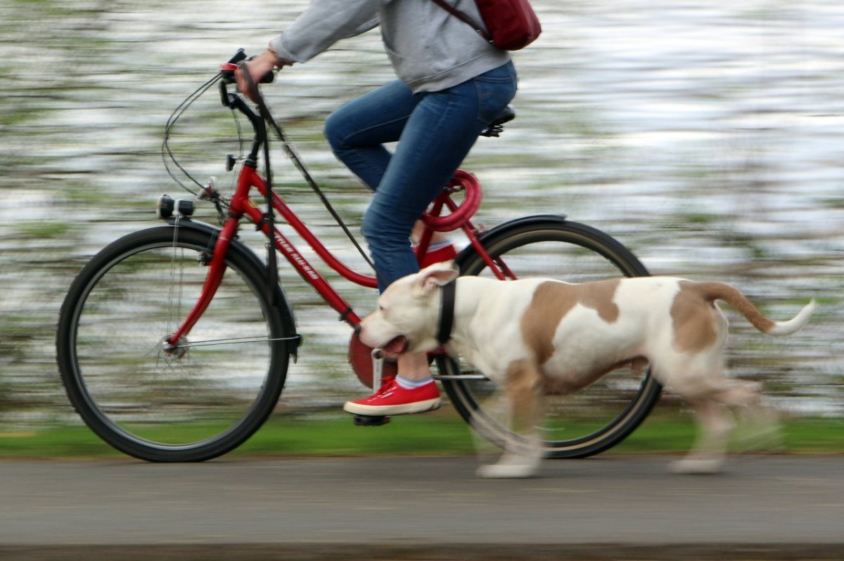 thüringen-hund-frau.jpg