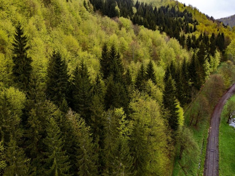 thüringen wald.jpg