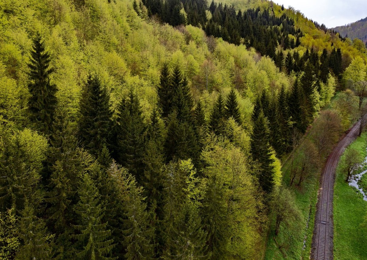 thüringen wald.jpg