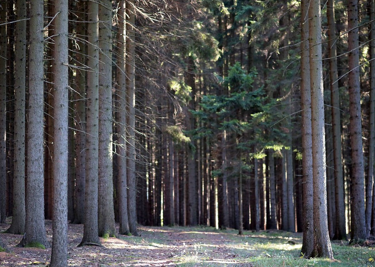 thüringer wald.jpg