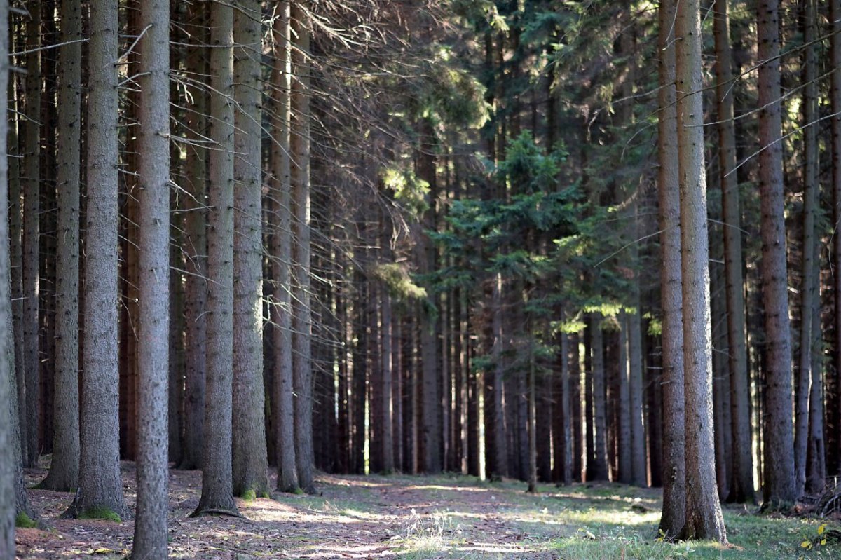 thüringer wald.jpg