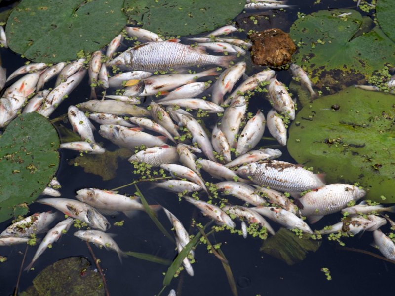 tote fische