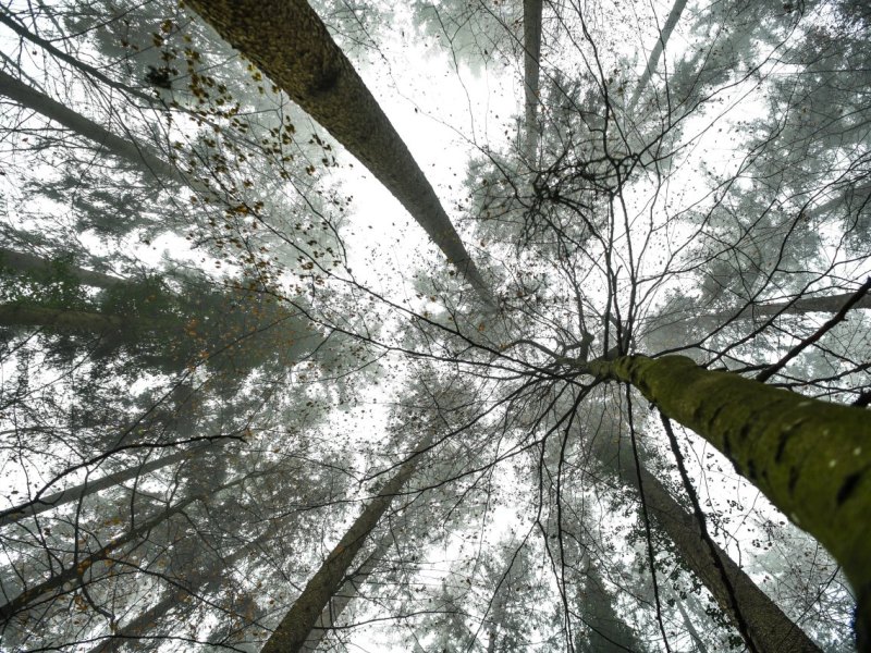 wald