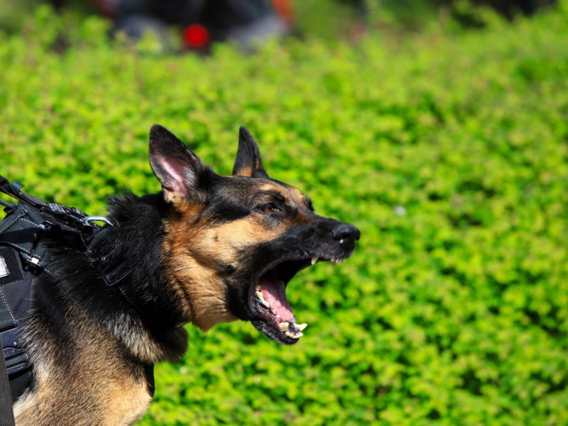 weimar hund.jpg