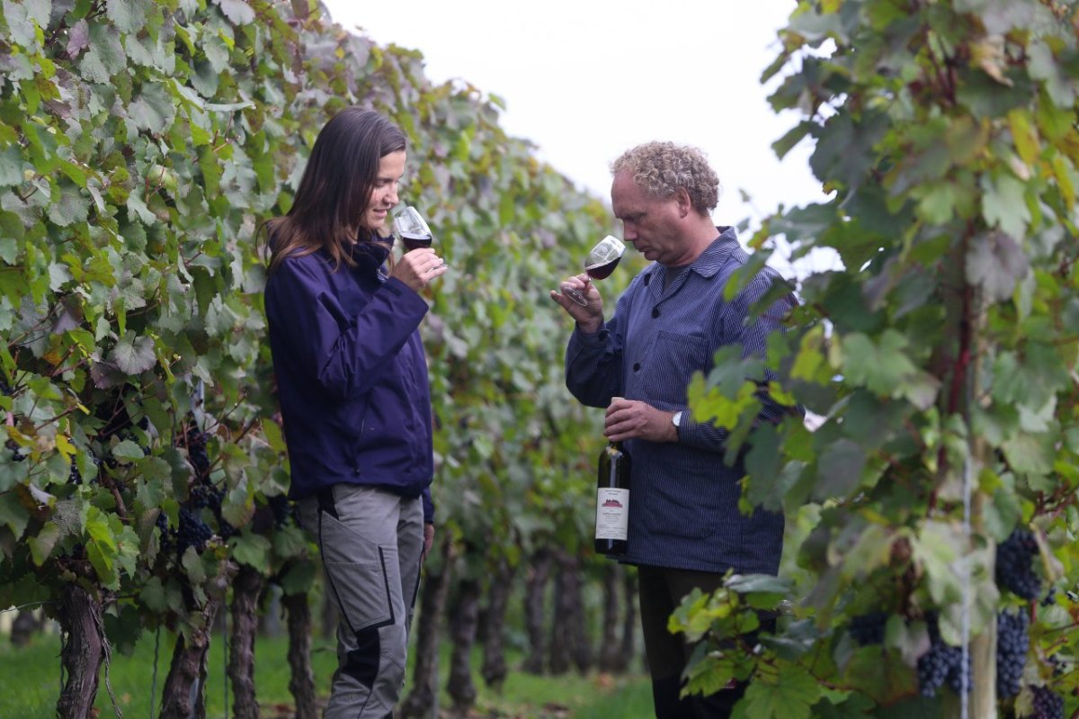 wein reben weinanbau ernte winzer