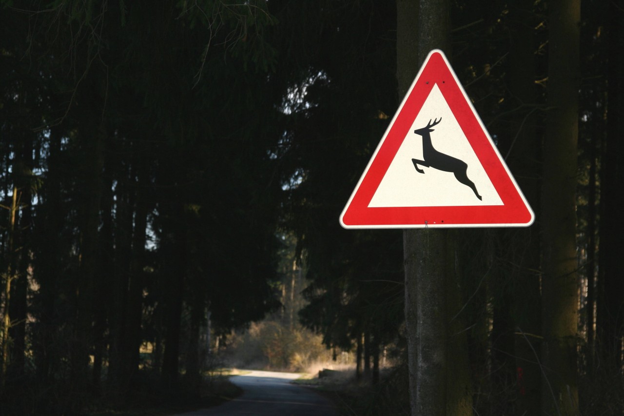 Thüringen: Wegen eines Wildunfalls stieg der Mann aus dem Auto. Dann geschah das Unglück. (Symbolfoto)