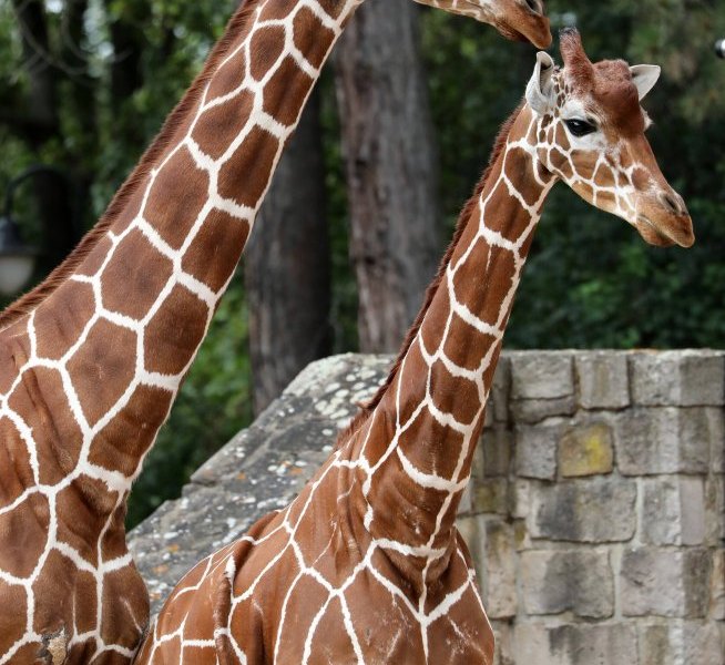 zoo erfurt.jpg