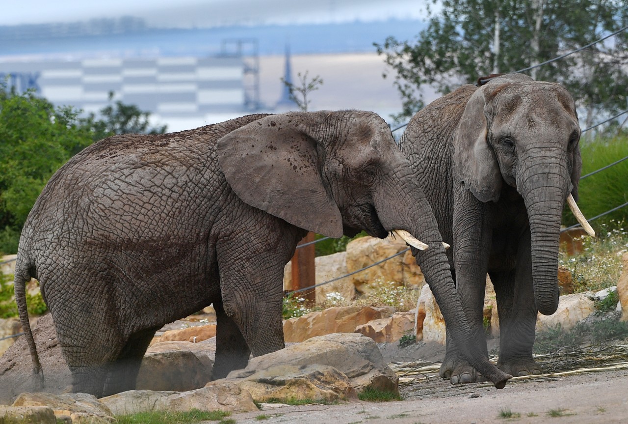 Thüringen: Der Zoopark Erfurt muss am Freitag aufgrund von Sturmschäden geschlossen bleiben. (Archivbild)