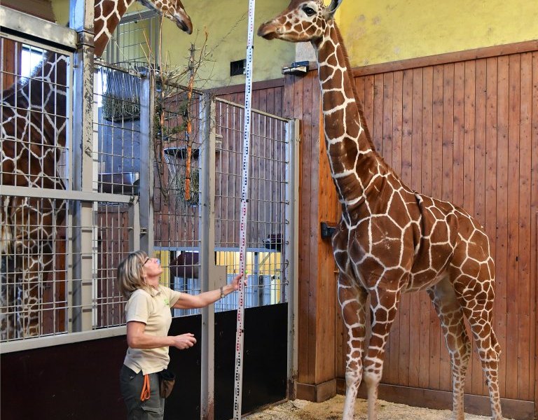 zoo erfurt giraffen