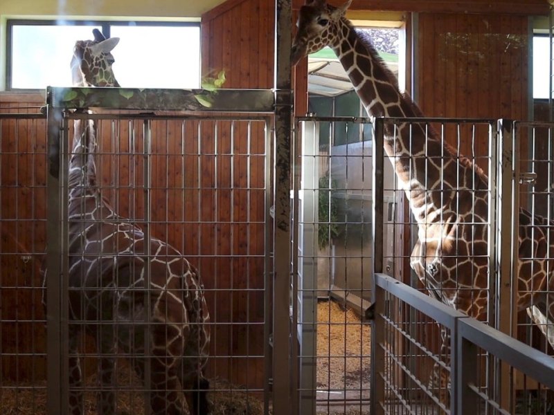 zoo erfurt giraffen
