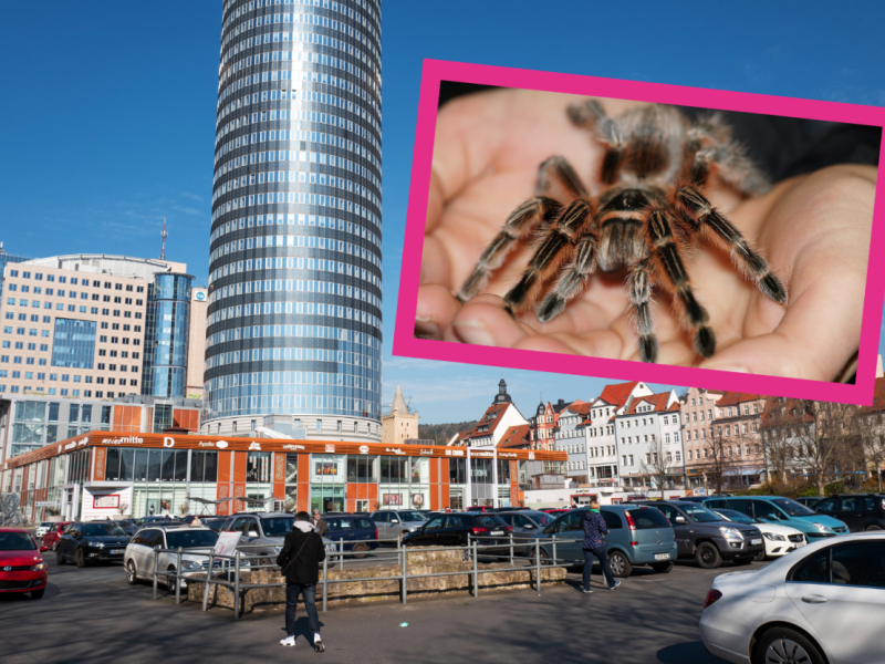 Spinnenausstellung Jena