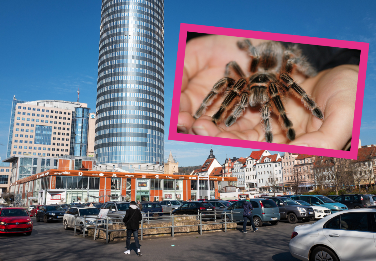 Spinnenausstellung Jena