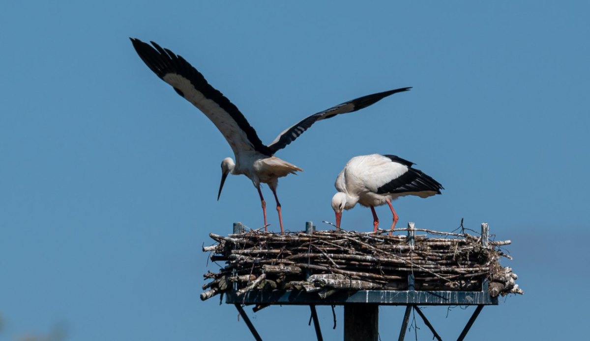 Storche Thüringen