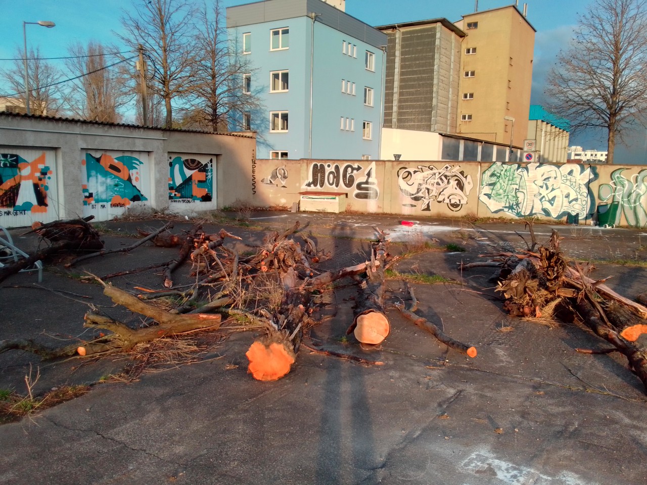 Von der Streuobstwiese an der Greifswalderstraße in Erfurt sind nur noch abgesägte Baumstämme übrig.