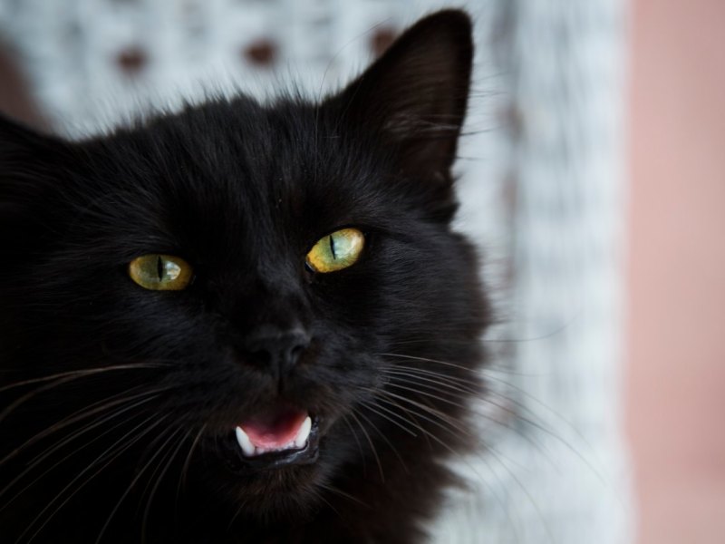 eisenach kater fido.jpg