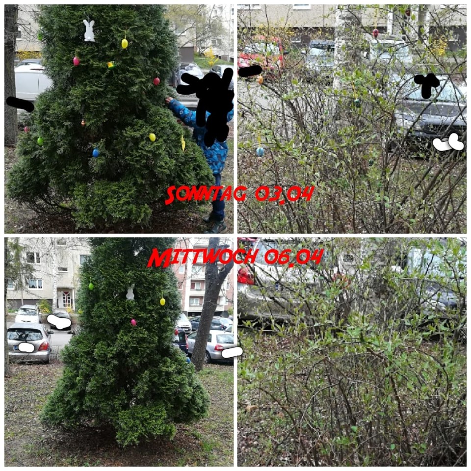 Nach wenigen Tagen war der Baum und der Busch in Jena nicht mehr wiederzuerkennen.