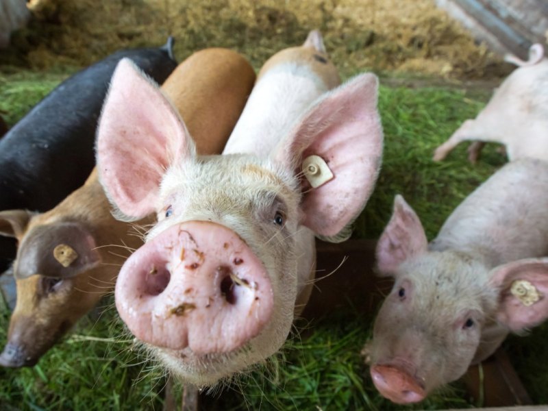 thüringen bio bauern schweine.jpg
