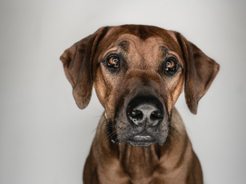 Hund