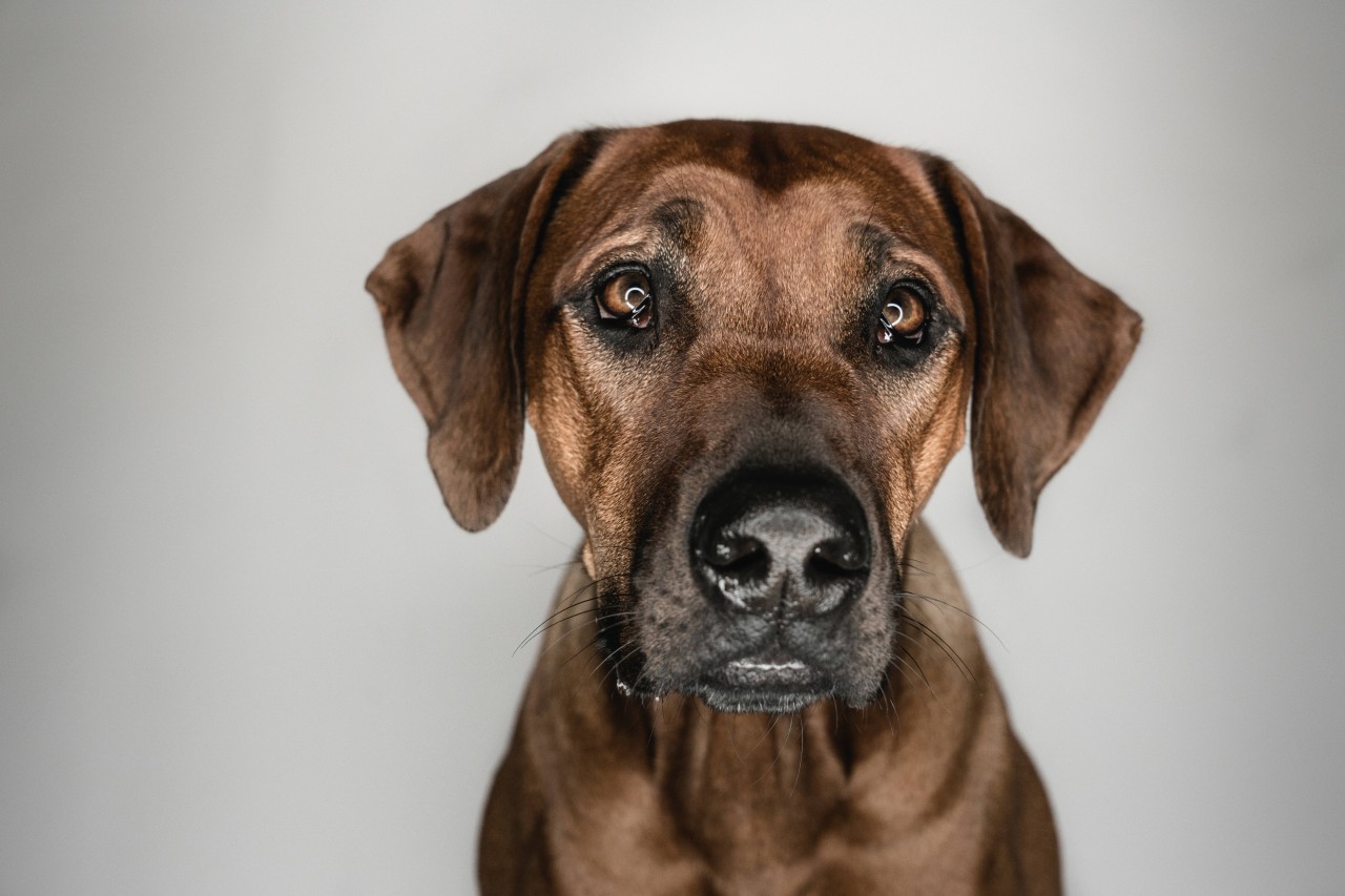 Ein Hund in Thüringen wird durch eine Beißattacke verletzt. (Symbolbild) 