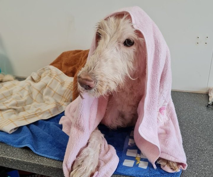 hund in nordhausen benny.jpg