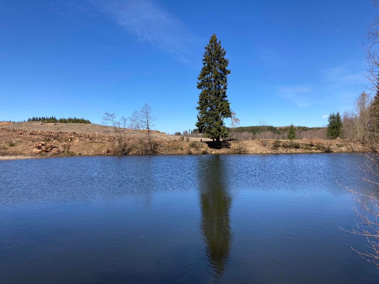 Mittlerweile sieht das Ufer am Stierbergsteich in Thüringen sehr traurig aus. Es soll aber nicht so bleiben.