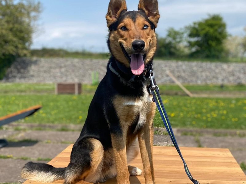 Hund Norhausen Cosmo.jpg