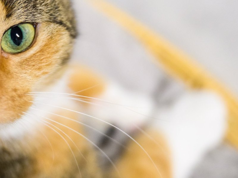 Thüringen Katze